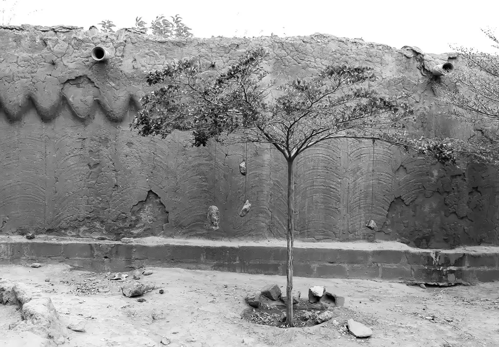 Arbre de liberté
